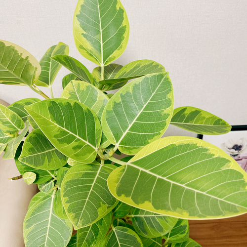 現品］20番 大人気！ フィカスアルテシマ 8号 観葉植物 室内 大型