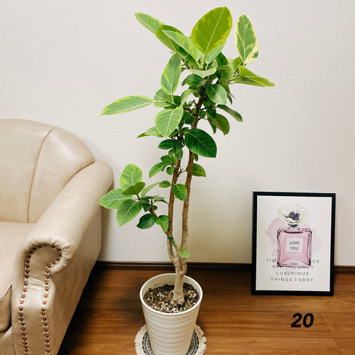 現品］20番 大人気！ フィカスアルテシマ 8号 観葉植物 室内 大型