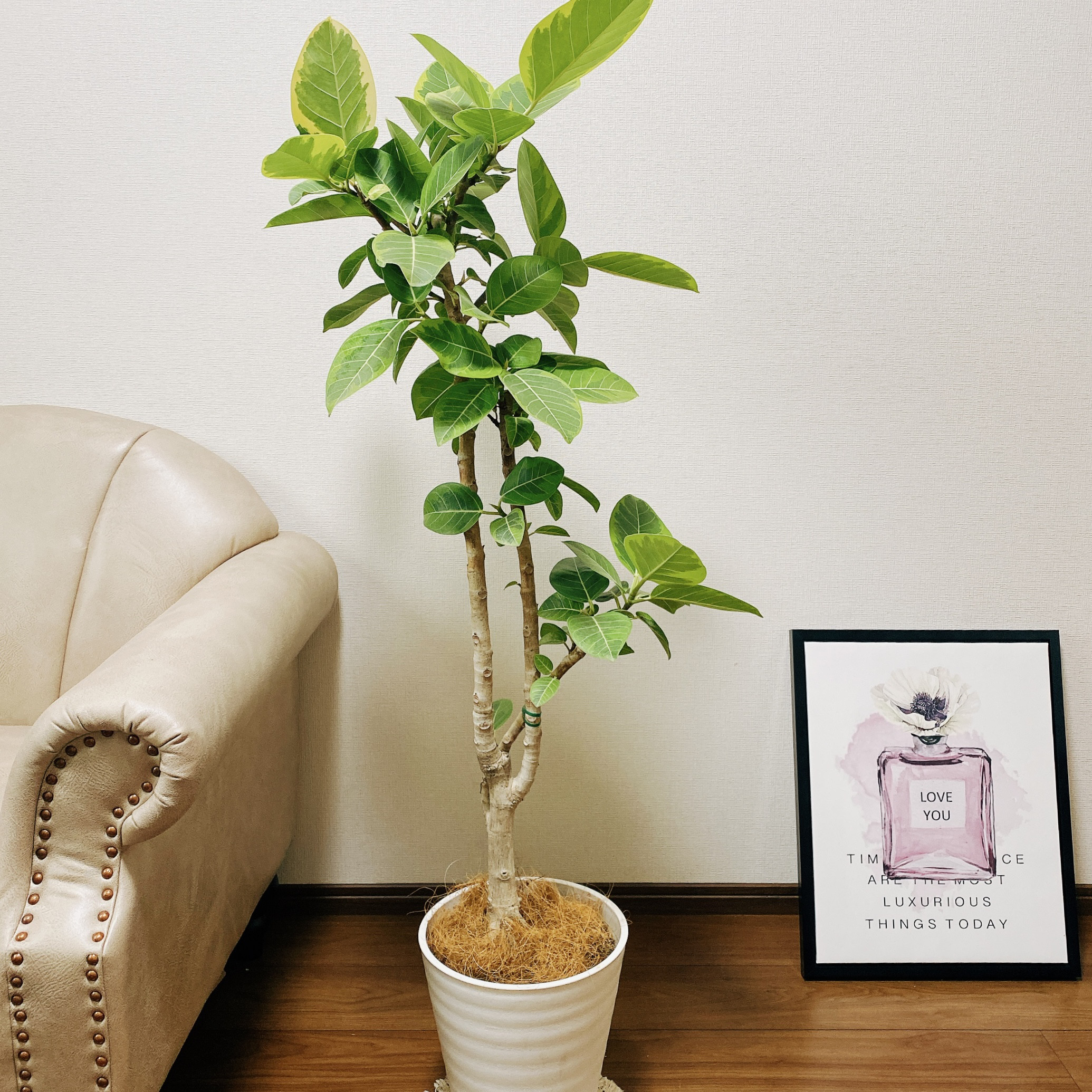 現品　ゴムの木 フィカス　希少　高さ110cm 観葉植物　大型　鉢付　直接引渡し 現品 ゴムの木 フィカス 希少 高さ110cm 観葉植物 大型 鉢付