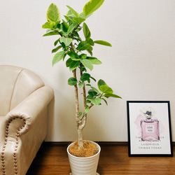 現品］20番 大人気！ フィカスアルテシマ 8号 観葉植物 室内