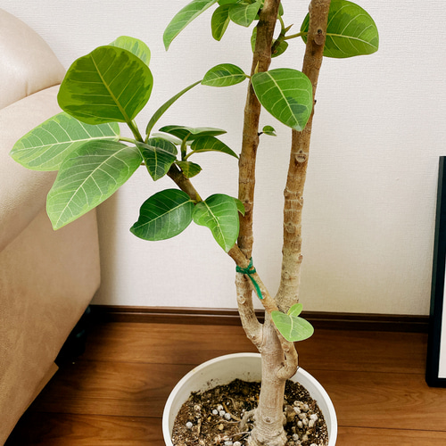 現品］3番 フィカス アルテシマ 8号 観葉植物 室内 大型 ゴムの木