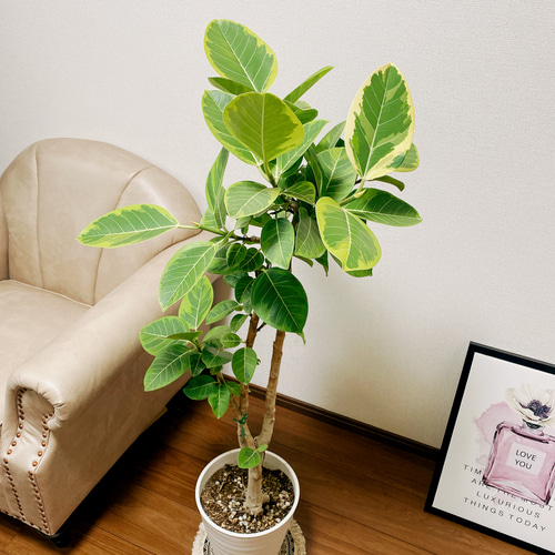 ［現品］95番 フィカス　アルテシマ　曲がり　8号　観葉植物　室内　ゴムの木 現品］95番 フィカス アルテシマ 曲がり 8号 観葉植物 室内 ゴム