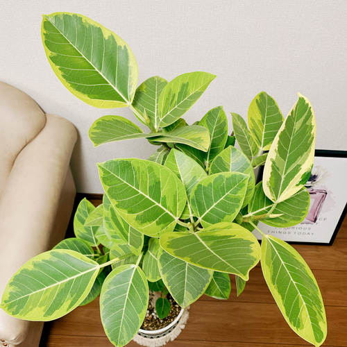 現品］20番 大人気！ フィカスアルテシマ 8号 観葉植物 室内