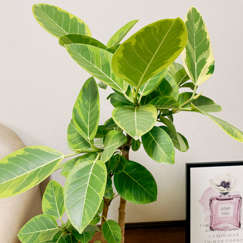 現品］20番 大人気！ フィカスアルテシマ 8号 観葉植物 室内 大型