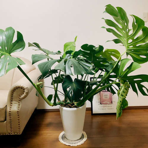 お取引中 大きな観葉植物（モンステラ）お譲りします
