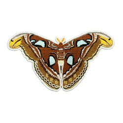 イザベラミズアオ　87mm イザベラミズアオ 87mm 2025年最新】イザベラミズアオの人気