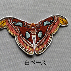 【ワッペン】Moth（蛾）シリーズ　ヨナグニサン 1枚目の画像