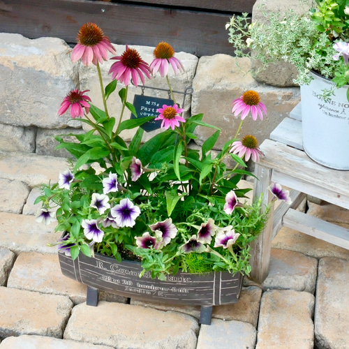 sale 毎度咲く エキナセア 美しさに引き込まれてしまう