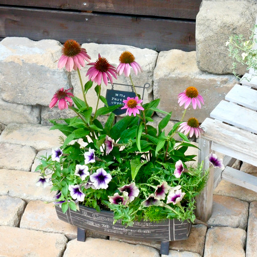 sale 毎度咲く エキナセア 美しさに引き込まれてしまうペチュニア