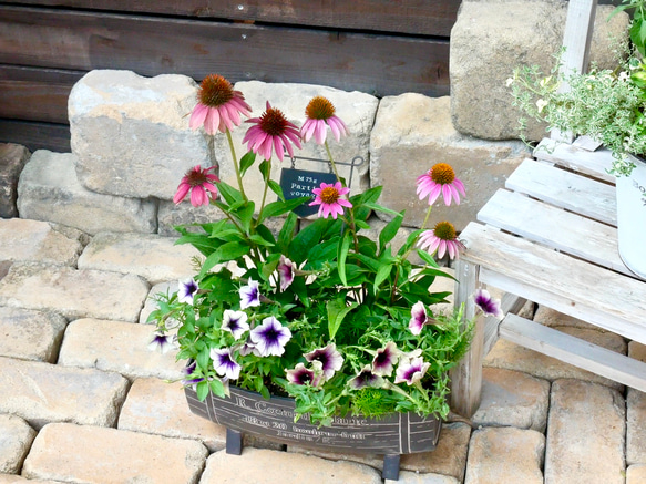 sale 毎度咲く エキナセア 美しさに引き込まれてしまうペチュニア