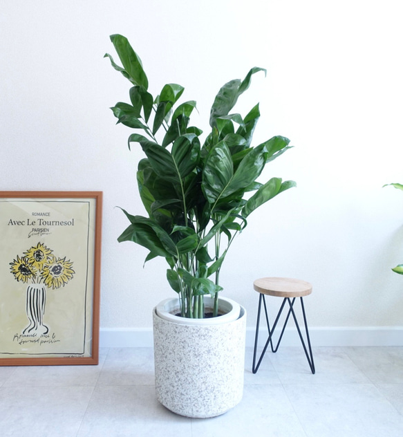 ナチュラルな雰囲気 チャメドレア 観葉植物 ヤシ アレカヤシ 室内