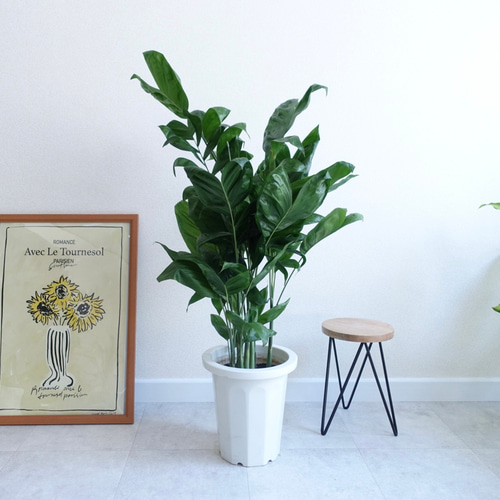 ナチュラルな雰囲気 チャメドレア 観葉植物 ヤシ アレカヤシ 室内