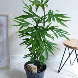 おすすめ♡ ツピダンサス 曲がり 観葉植物 シェフレラ カポック