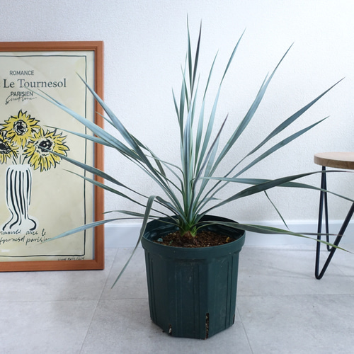 ユッカロストラータ ブルー系 苗 苗木 8号 ドライガーデン 植栽