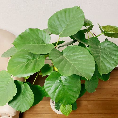 観葉植物 本物 フィカス ウンベラータ 曲がり樹形 8号鉢 大型