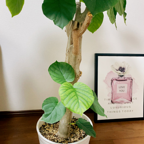 観葉植物 本物 フィカス ウンベラータ 曲がり樹形 8号鉢 大型