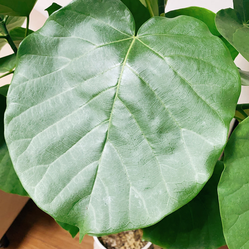 観葉植物 本物 フィカス ウンベラータ 曲がり樹形 8号鉢 大型