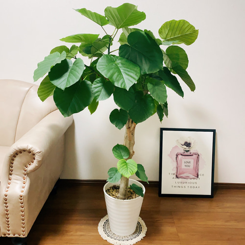 フィカス アフリカンプリンス 8号鉢つき 極太? フィカス アフリカン