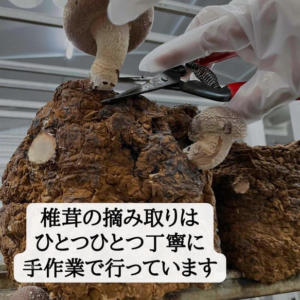 訳あり　頑張って成長したが形が悪い徳島県産肉厚歯応えの良い椎茸さん1キロ送料込み 3枚目の画像