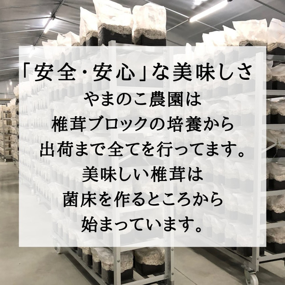 訳あり　頑張って成長したが形が悪い徳島県産肉厚歯応えの良い椎茸さん1キロ送料込み 5枚目の画像