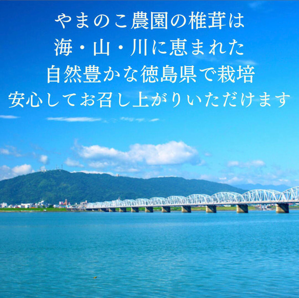 訳あり　頑張って成長したが形が悪い徳島県産肉厚歯応えの良い椎茸さん1キロ送料込み 10枚目の画像