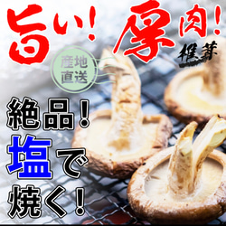 訳あり　頑張って成長したが形が悪い徳島県産肉厚歯応えの良い椎茸さん1キロ送料込み 2枚目の画像