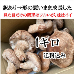 訳あり　頑張って成長したが形が悪い徳島県産肉厚歯応えの良い椎茸さん1キロ送料込み 4枚目の画像