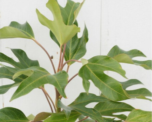 049d0231ecab591bb34f52bf0718a7