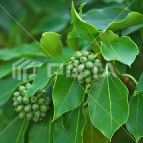 かくれみの】天狗の葉うちわのような面白い葉っぱ 成長すると葉形が