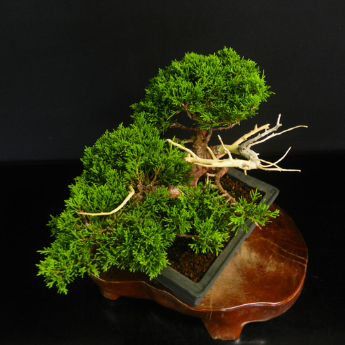 糸魚川真柏 鉢(英明) (盆栽の販売通販(糸魚川真柏(鉢植え 糸魚川真柏 鉢(英明) (盆栽の販売通販(糸魚川真柏(鉢植え