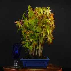 ☆ENGEI ichioki☆紅葉・もみじ寄せ樹・小品盆栽☆形良好な一品です