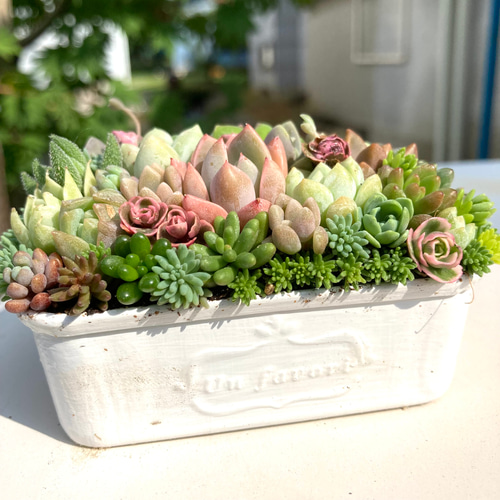 オーダー承ります 多肉植物寄せ植え そのまま飾れるスクウェア缶 オーダー承ります 多肉植物寄せ植え そのまま飾れるスクウェア缶
