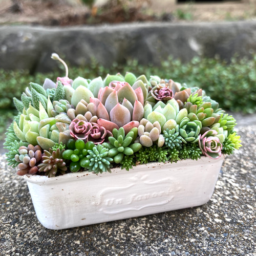 オーダー承ります 多肉植物寄せ植え そのまま飾れるスクウェア缶