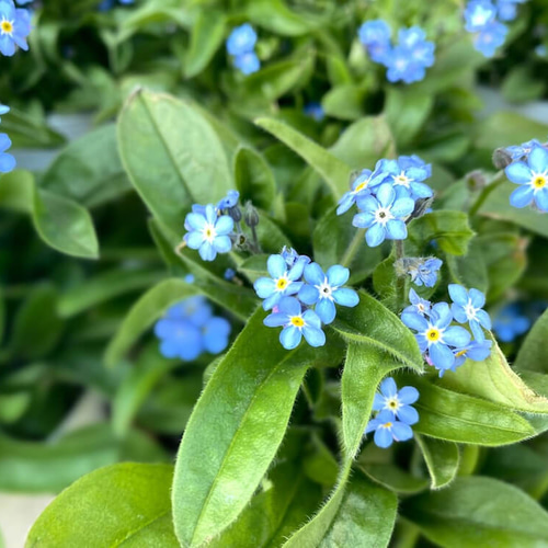 LIZ様◇【ドライフラワー】勿忘草/わすれな草/忘れな草（S