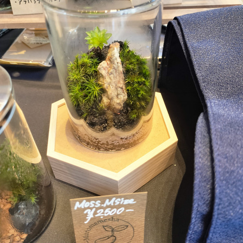 崖」苔テラリウム(苔リウム) 初心者向け プレゼントにもおすすめ