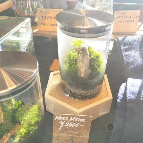 崖」苔テラリウム(苔リウム) 初心者向け プレゼントにもおすすめ