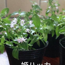 サマーポインセチア(ФωФ)ネコポス 抜き苗 50苗以上 サマーポインセチア(ФωФ)ネコポス 抜き苗 50苗以上 2025年最新