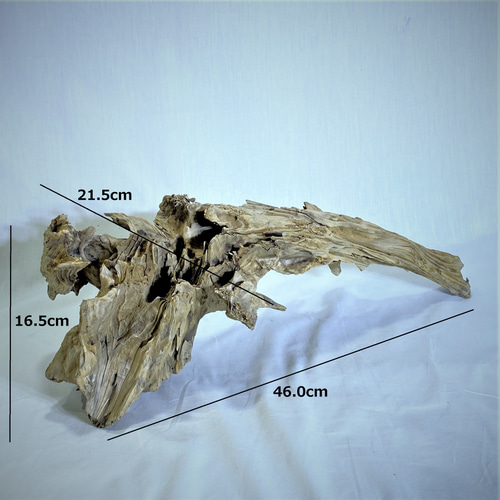 神秘的な形の流木 岩のような流木