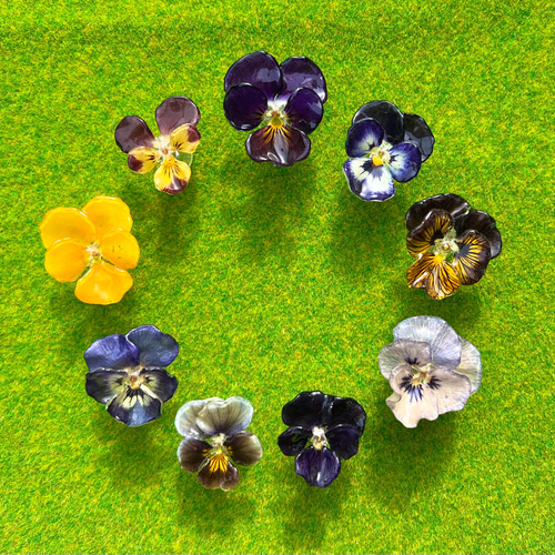 本物のビオラの片耳ピアス①〜 ＊ドライフラワーピアス ピアス