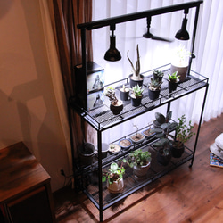 育成ライトが取り付け出来る植物棚　植物ラック　ボタニカルシェルフ　アガベ　塊根　ライトレール 11枚目の画像