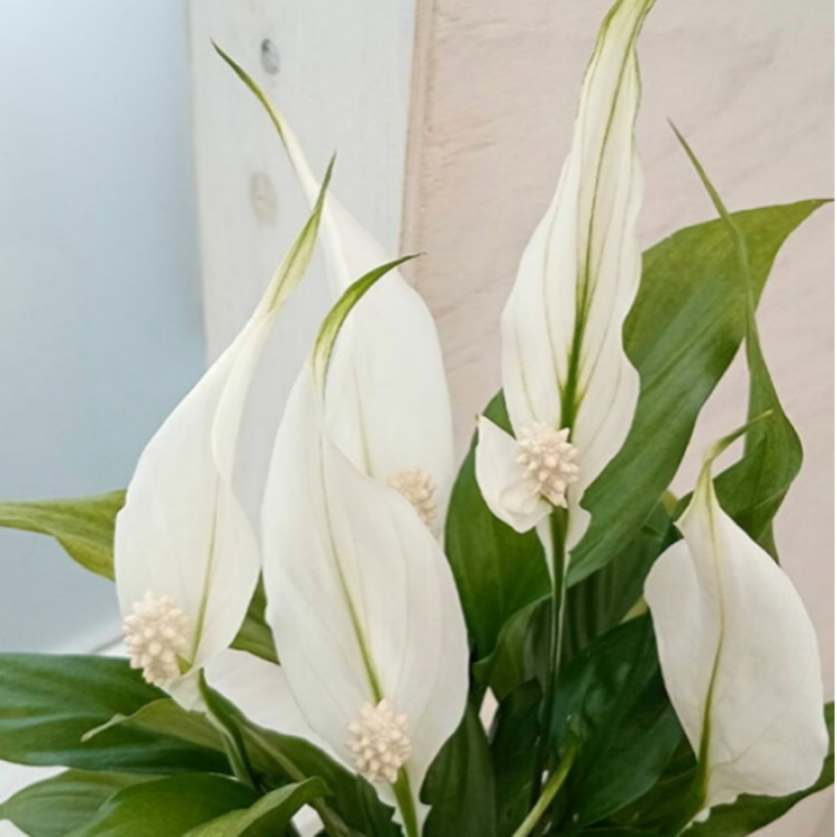 【トレリイ】コンパクトで多花性のスパティフィラム環境良ければ通年通して開花 1株