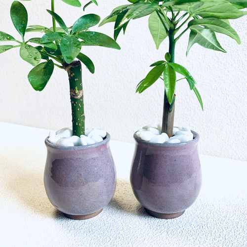 ハイドロカルチャー ◾️パキラ◾️カポック 2個セット 小さめで可愛い