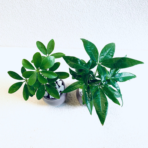 ハイドロカルチャー ◾️パキラ◾️カポック 2個セット 小さめで可愛い