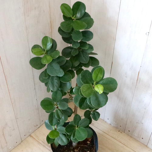 希少♡尖閣カジュマル♡ガジュマル♡ゴムの木♡観葉植物♡ アート