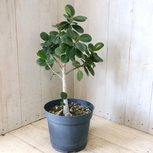 希少♡尖閣カジュマル♡ガジュマル♡ゴムの木♡観葉植物♡ アート