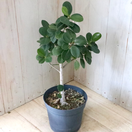希少♡尖閣カジュマル♡ガジュマル♡ゴムの木♡観葉植物♡ アート