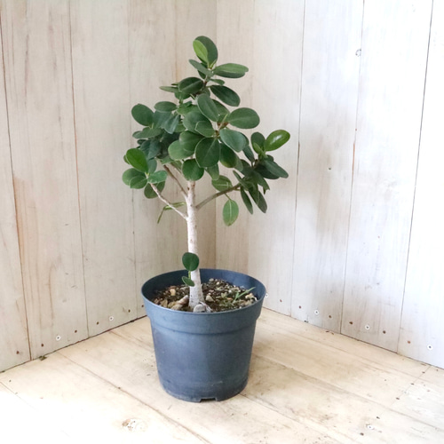 希少♡尖閣カジュマル♡ガジュマル♡ゴムの木♡観葉植物♡ アート