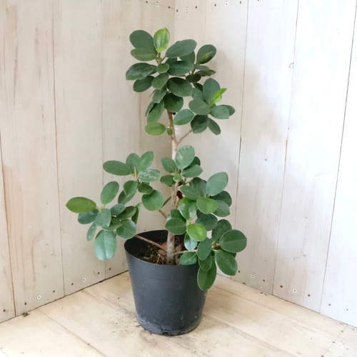 ［観葉植物］超希少種 尖閣ガジュマル 希少♡尖閣カジュマル♡ガジュマル♡ゴムの木♡観葉植物♡ アート
