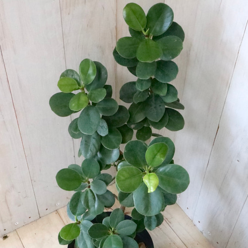 希少♡尖閣カジュマル♡ガジュマル♡ゴムの木♡観葉植物♡ アート