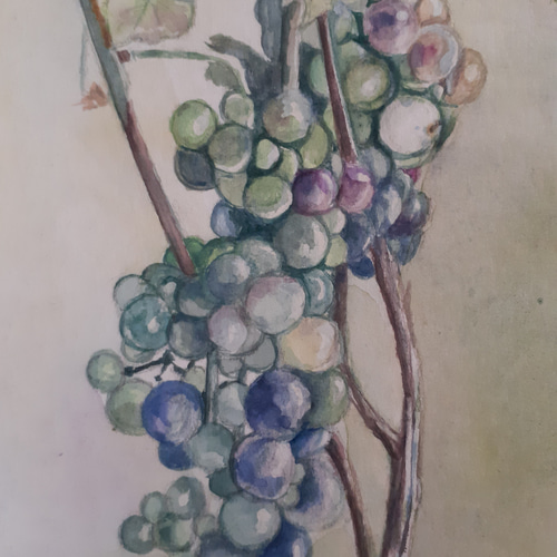 水彩画 美味しいブドウ 絵画 makochin 通販 16412989|Creema 水彩画 美味しいブドウ 絵画 makochin 通販 16412989|Creema